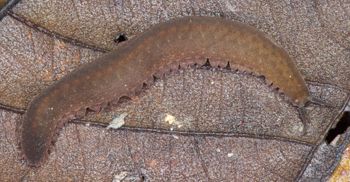 Media type: image; Invertebrate Zoology 131441